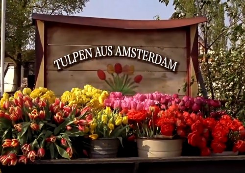 Tulpen aus amsterdam